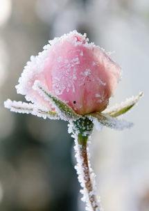 娱乐吃瓜酱雪玫瑰,娱乐吃瓜酱的甜蜜诱惑